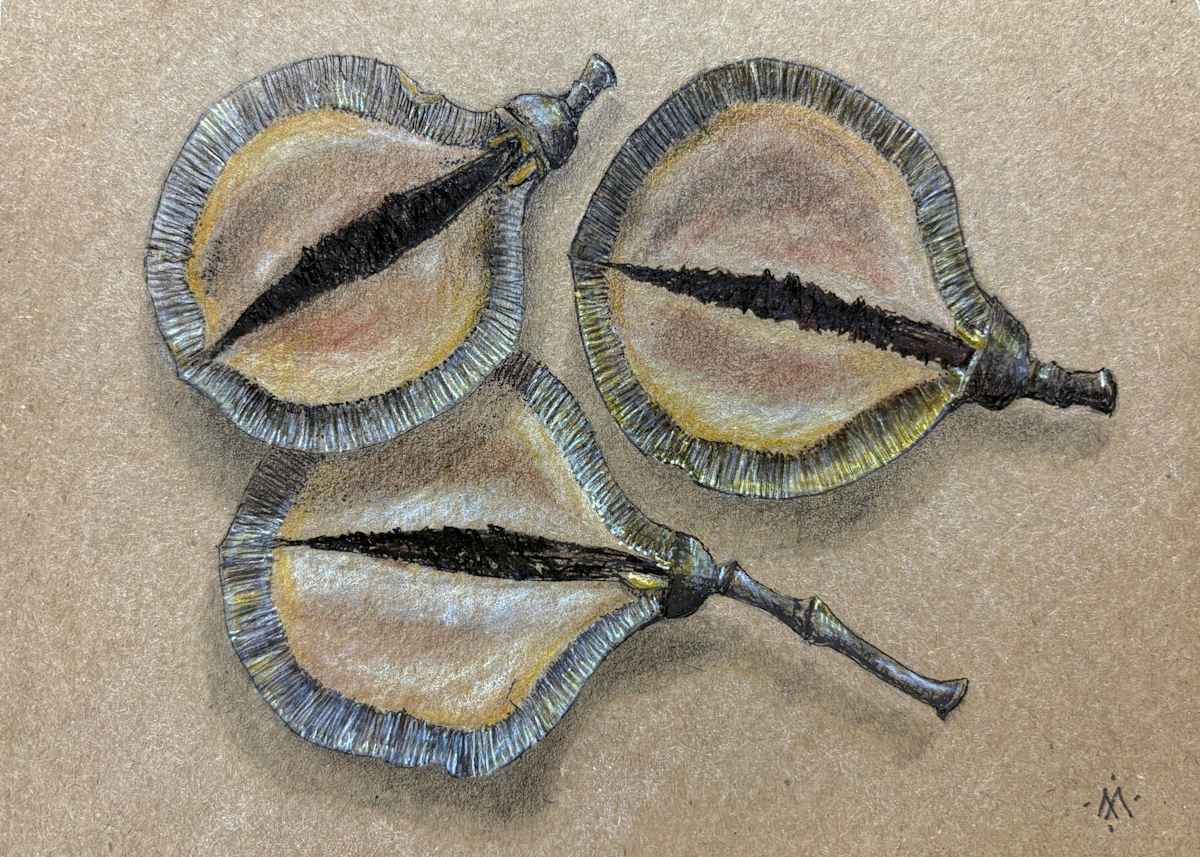 Jacaranda Capsules (Jacaranda mimosifolia) by Martha Lee Turner 