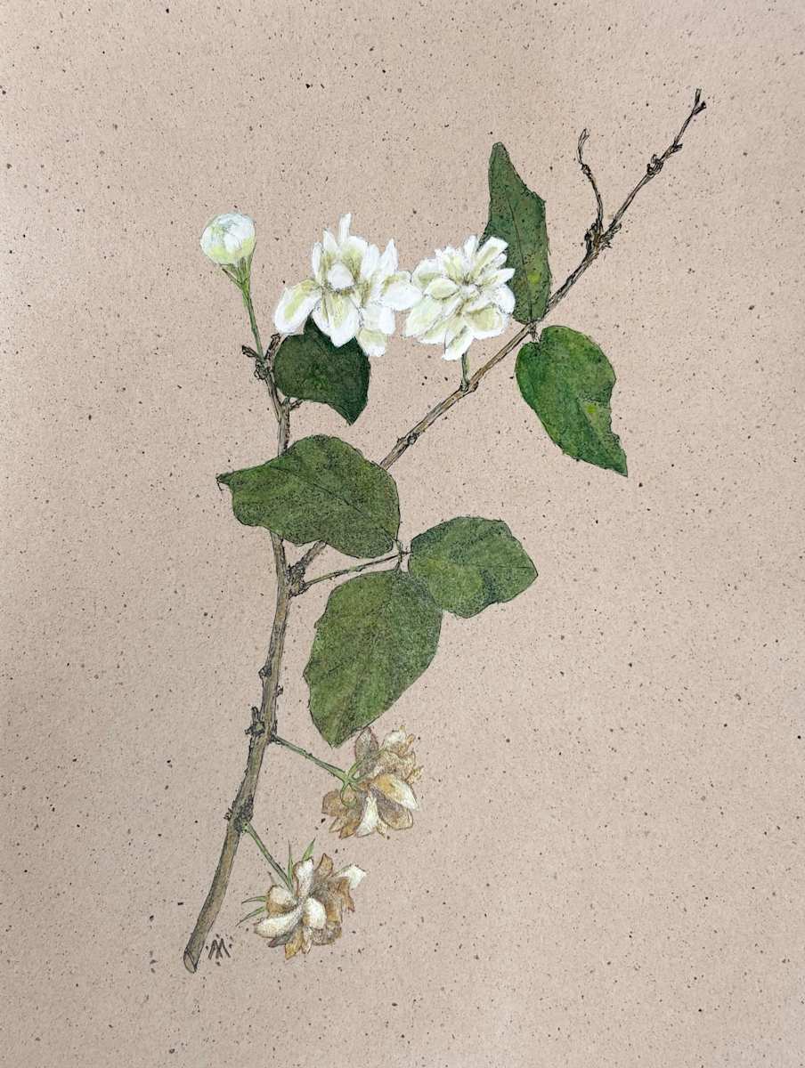Double Jasmine Sprig by Martha Lee Turner 