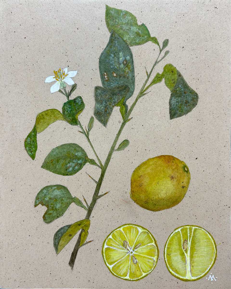 Lime Branch with Flower and Limes by Martha Lee Turner, Image 1.