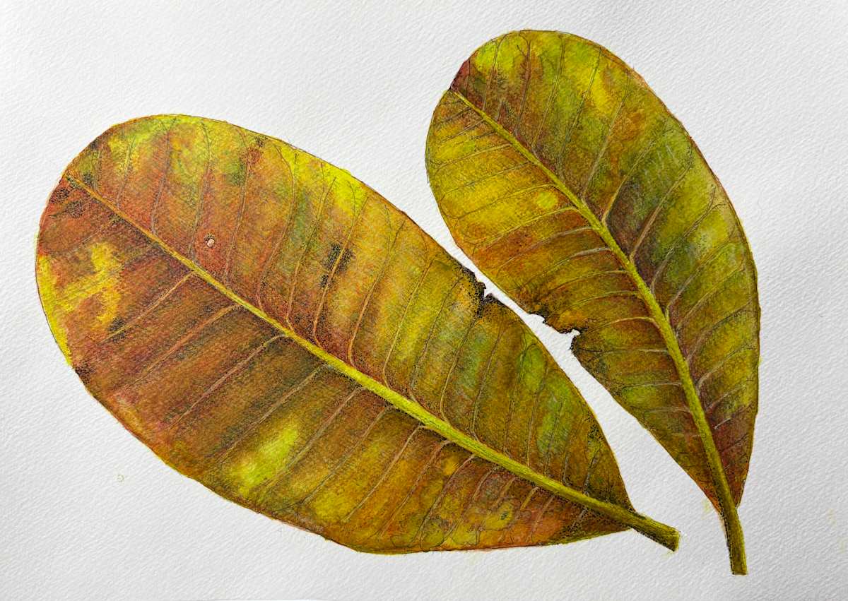 Marañón (Cashew) Leaves by Martha Lee Turner, Image 1.