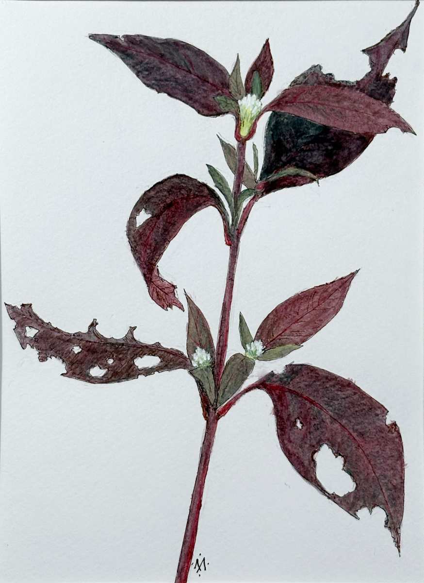 Purple Leaf by Martha Lee Turner, Image 1.