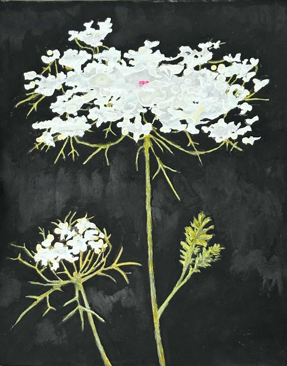 Queen Anne's Lace with Bud by Martha Lee Turner, Image 1.