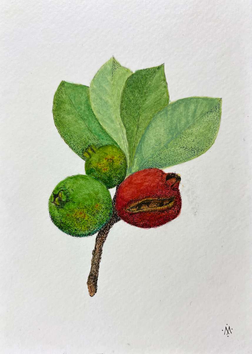 Cherry Guava (Psidium cattleyanum) by Martha Lee Turner, Image 1.