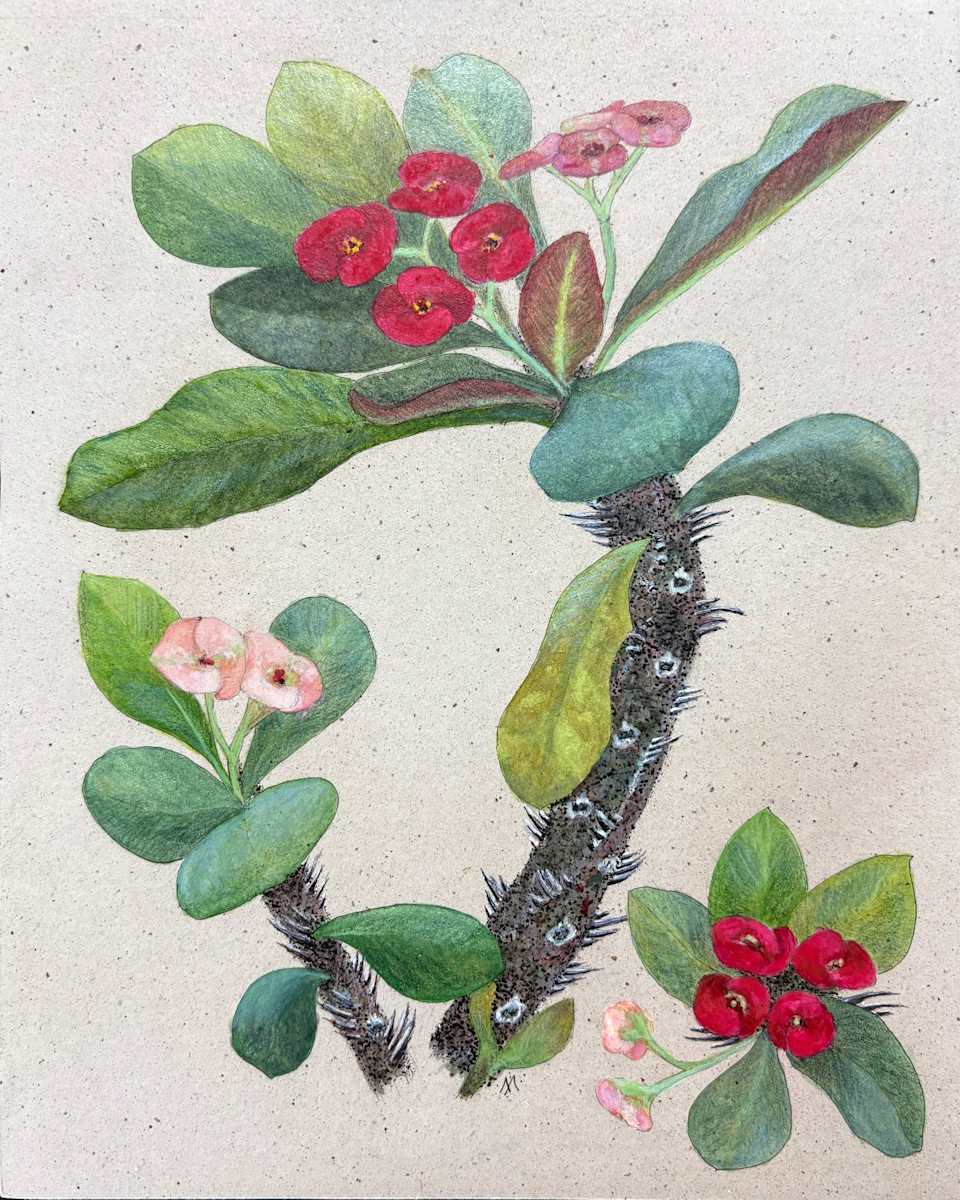 Red Crown of Thorns (Euphorbia milii) by Martha Lee Turner, Image 1.