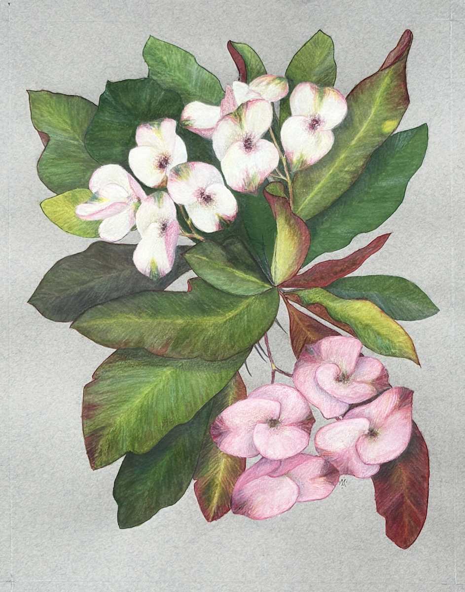 White Crown of Thorns 4 by Martha Lee Turner, Image 1.