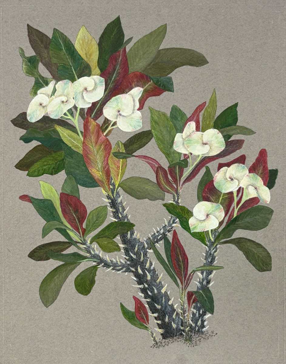 White Crown of Thorns 1 (Euphorbia milii) by Martha Lee Turner, Image 1.