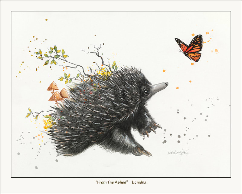 From the Ashes - Echidna by Lynette Orzlowski 