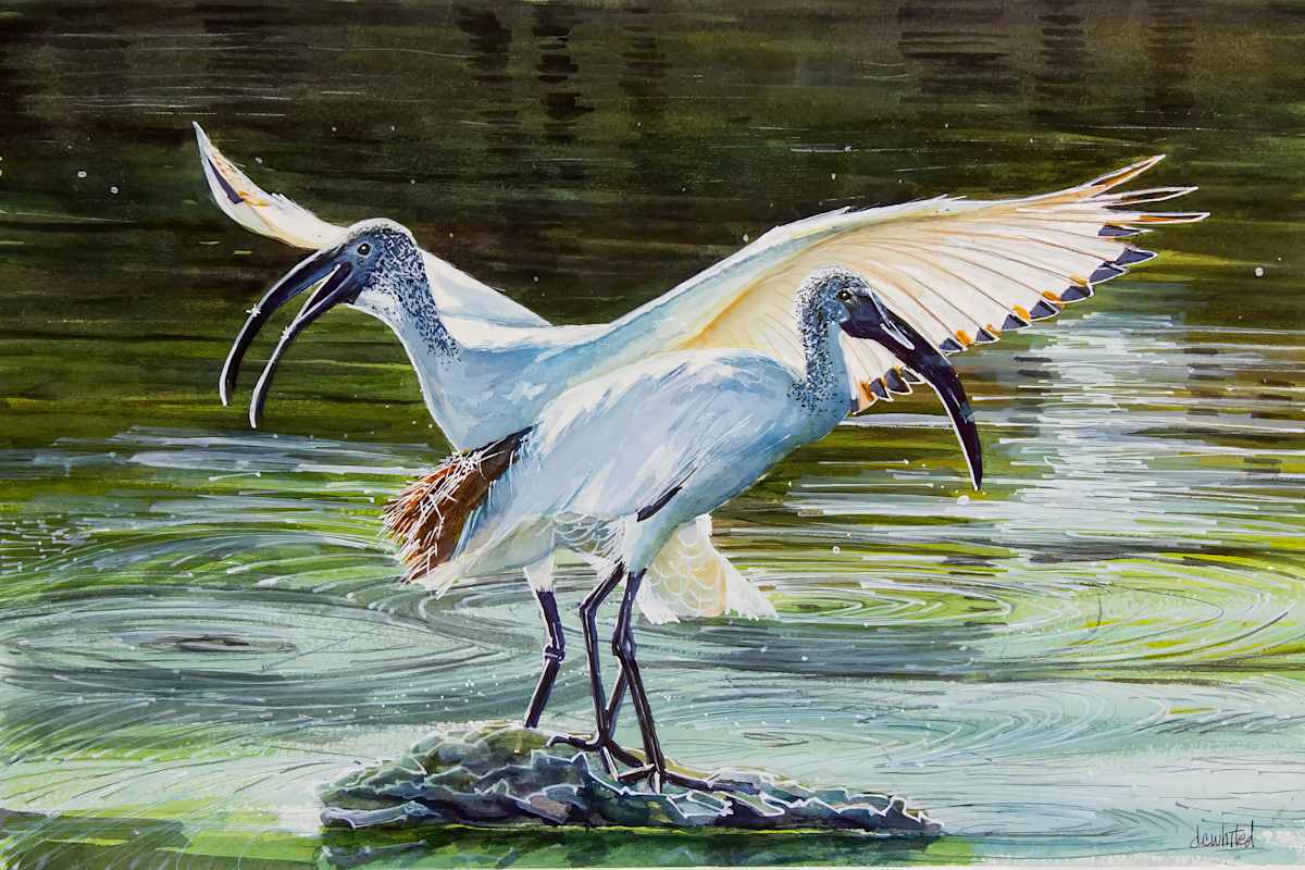 Sacred ibis pair, South Africa (Prints available) by David Whited  Image: Sacred ibis pair, South Africa