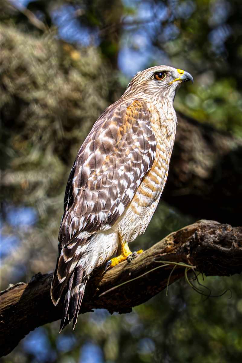 Red-shouldered Hawk by David Whited, Image 4.