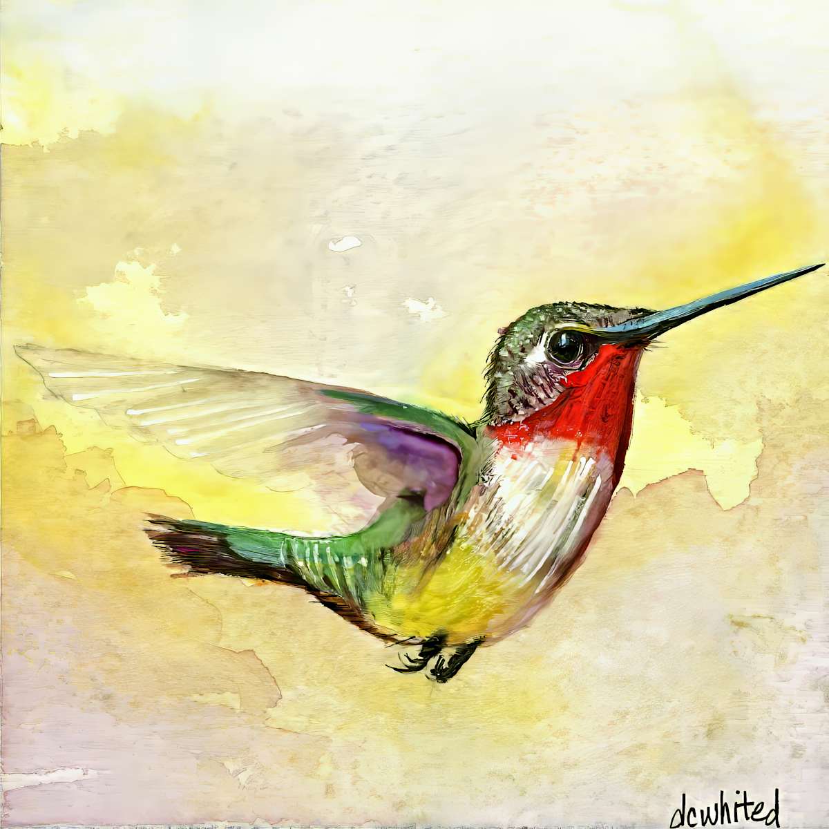 Ruby-throated hummingbird (Prints available) by David Whited  Image: Ruby-throated hummingbird