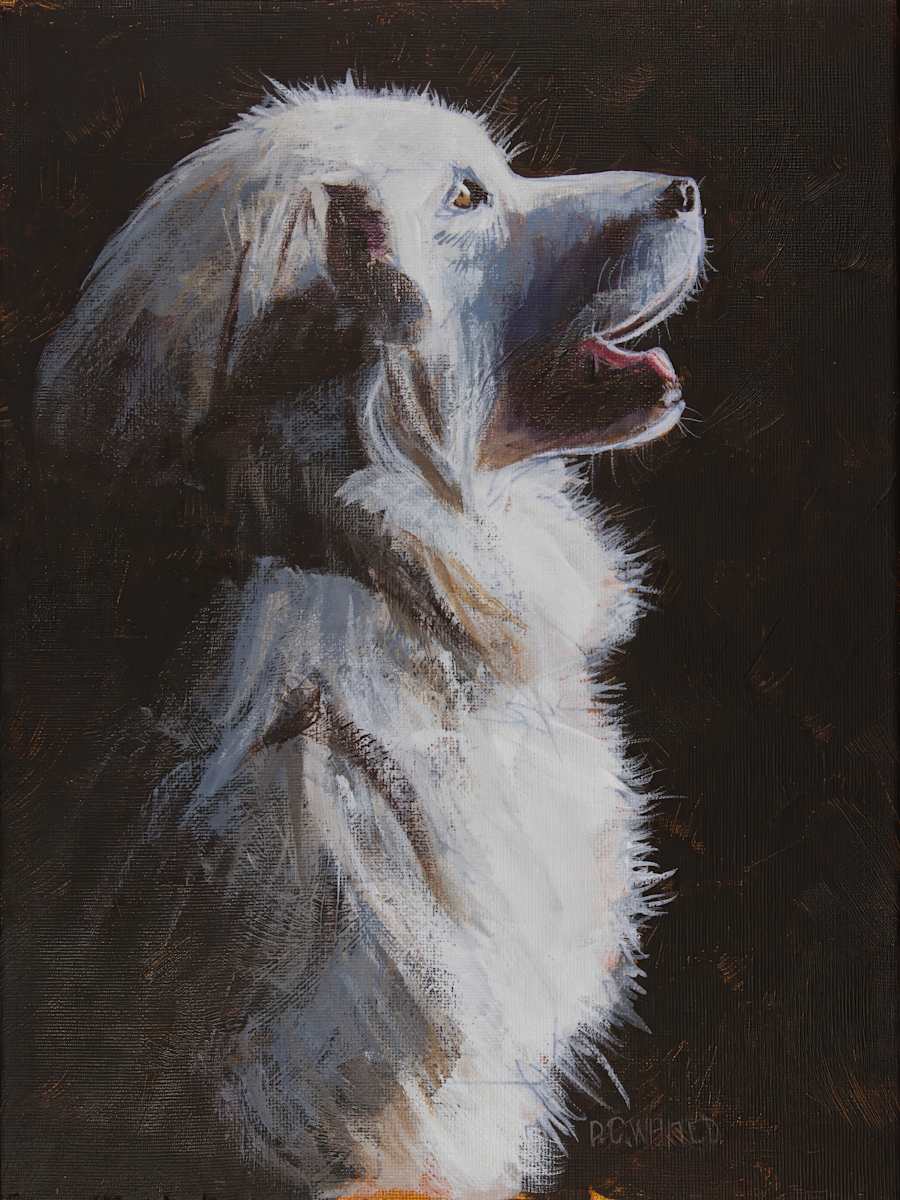 Great Pyrenees by David Whited  Image: Great Pyrenees