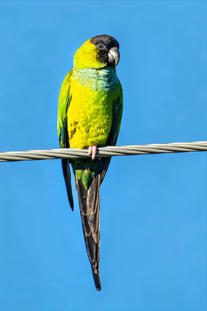 Nanday parakeet, Florida, USA by David Whited  Image: Nanday parakeet, Florida, USA