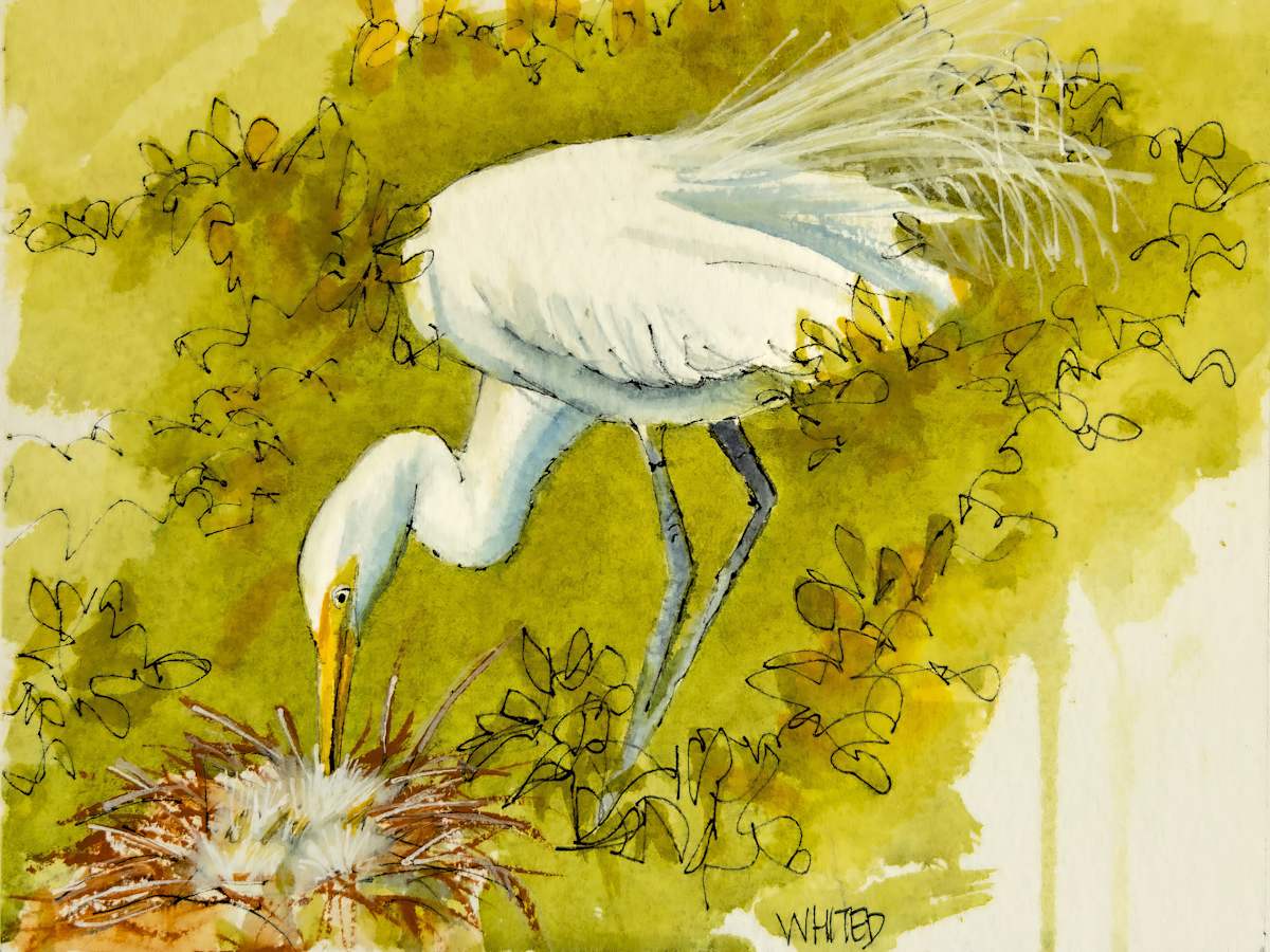 White ibis creating a nest (Prints available) by David Whited  Image: White ibis creating a nest (Prints available)