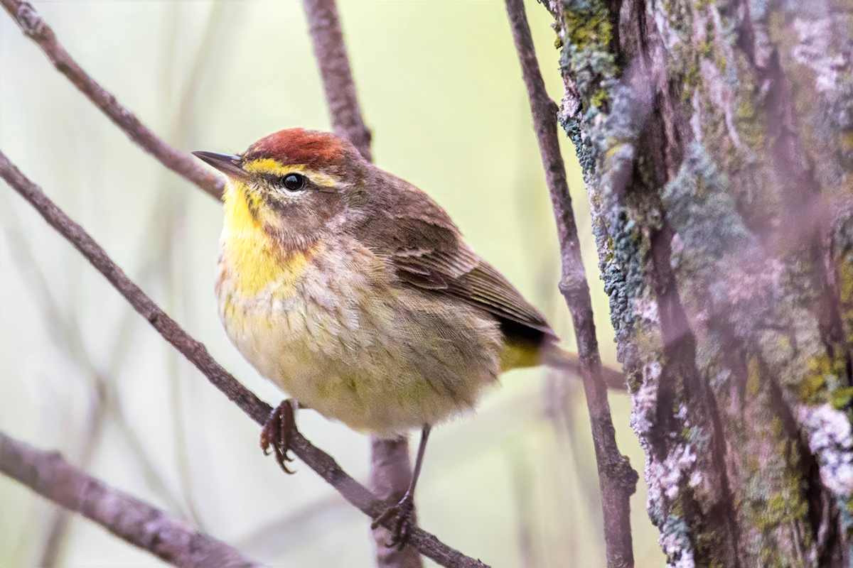 Palm Warbler, Ohio, USA by David Whited  Image: Palm Warbler, Ohio, USA