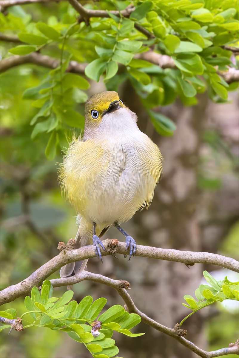 White-eyed vireo. Edenburg Scenic Wetlands, Texas, USA by David Whited  Image: White-eyed vireo. Edenburg Scenic Wetlands, Texas, USA