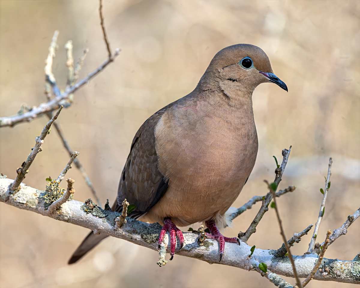 Mourning Dove, Magee Marsh, Ohio, USA by David Whited  Image: Mourning Dove, Magee Marsh, Ohio, USA