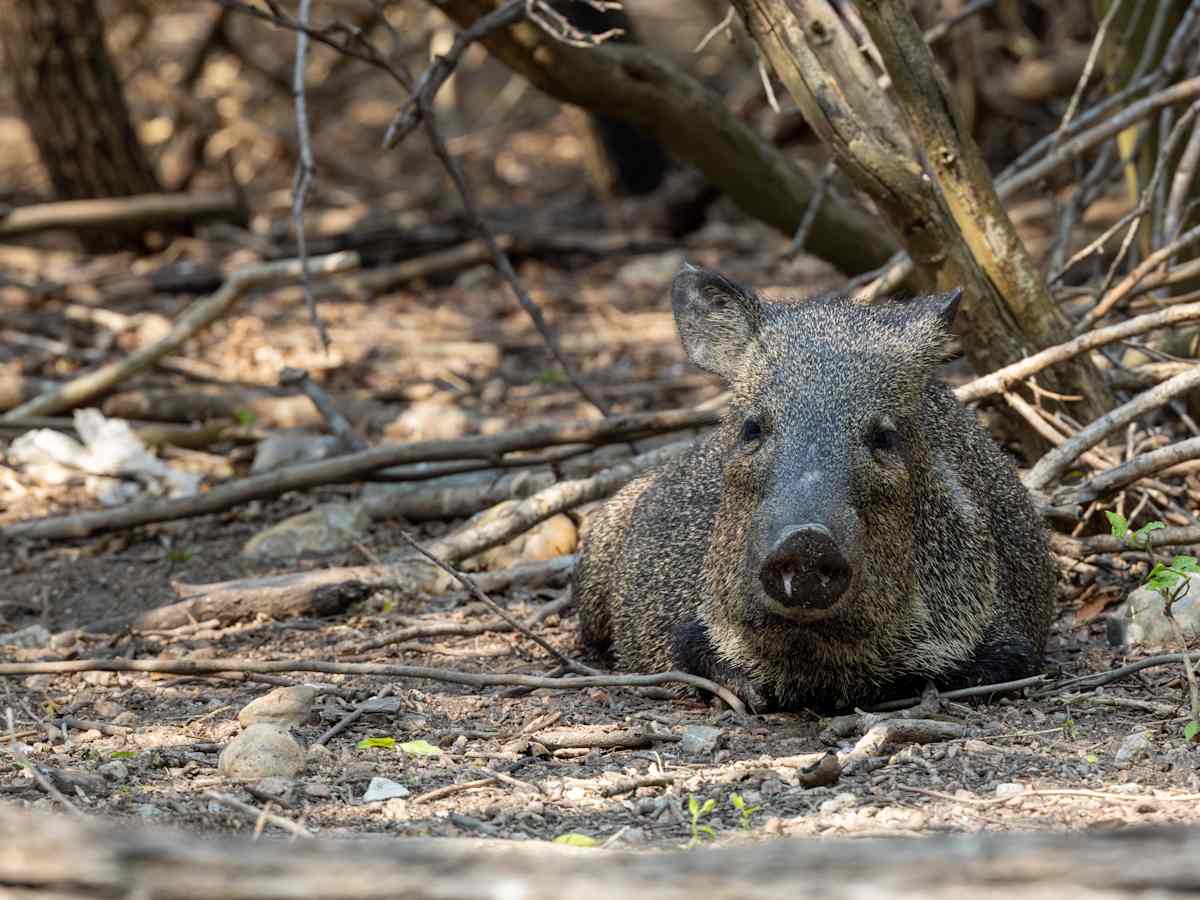 Peccaries (also known as javelinas), Texas, USA by David Whited  Image: Peccaries (also known as javelinas), Texas, USA 