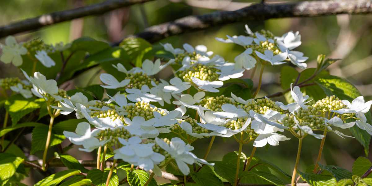 Doublefile Viburnum flowers by David Whited  Image: Doublefile Viburnum flowers