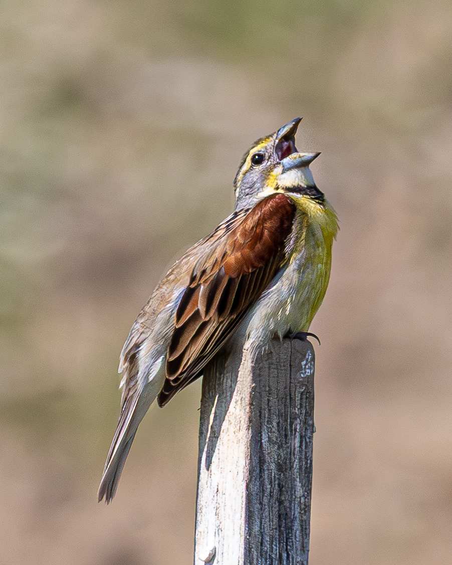 Dickcissel singing, Ohio, USA by David Whited  Image: Dickcissel singing, Ohio, USA