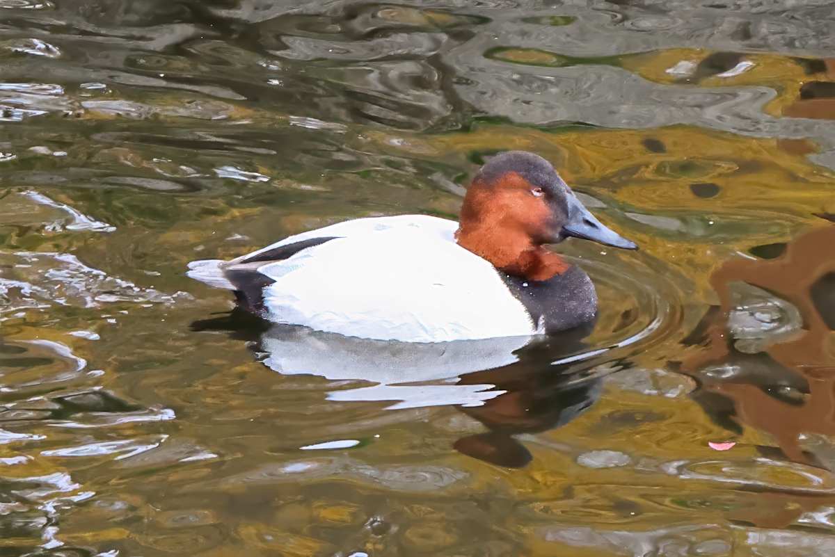 Canvasback duck, Florida, USA by David Whited, Image 1.