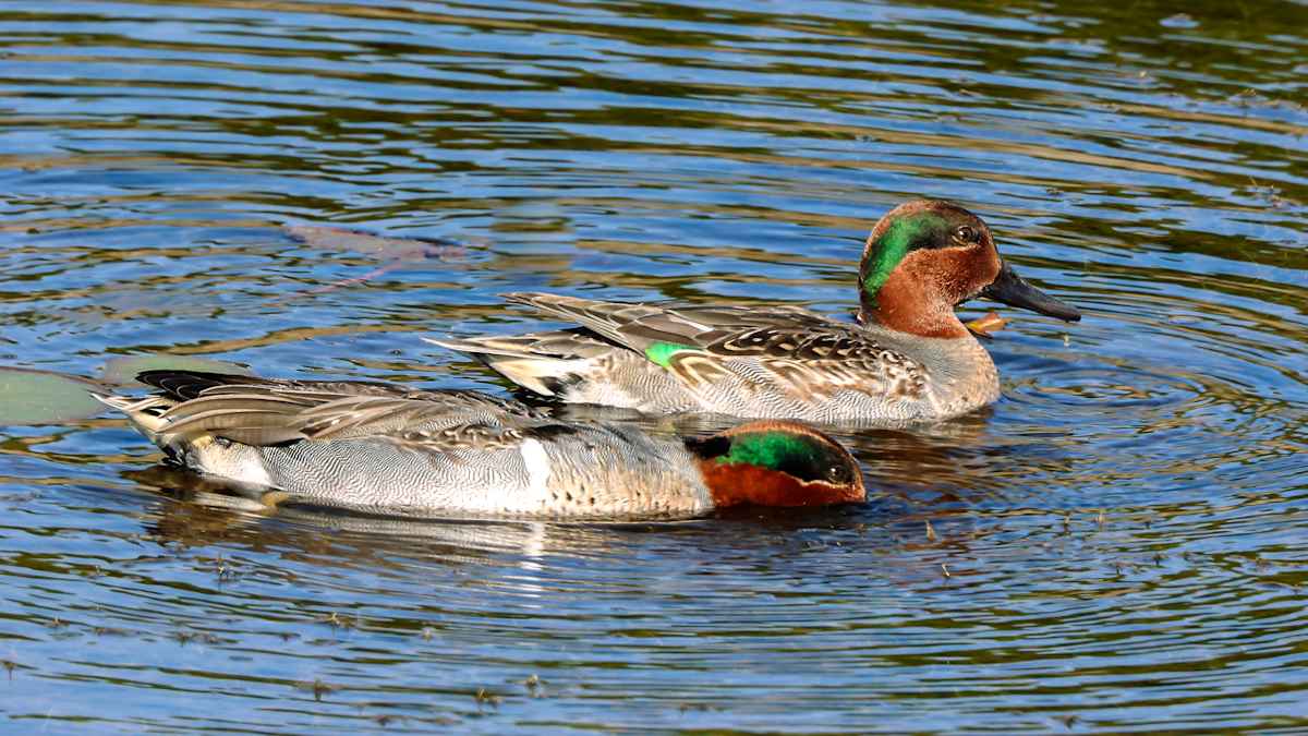 Green-winged teal, Florida, USA by David Whited  Image: Green-winged teal, Florida, USA