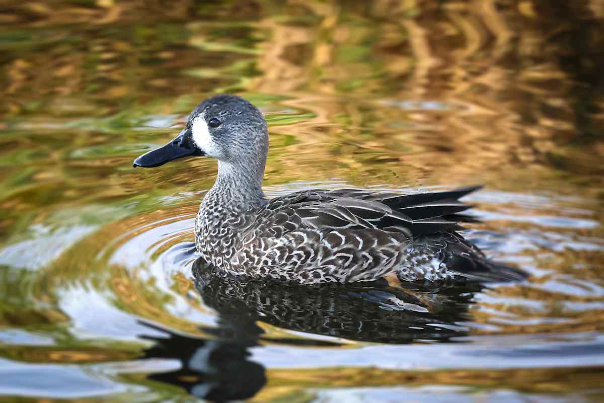 Blue-winged Teal, Celery Fields Park, Florida, USA by David Whited  Image: Blue-winged Teal, Celery Fields Park, Florida, USA