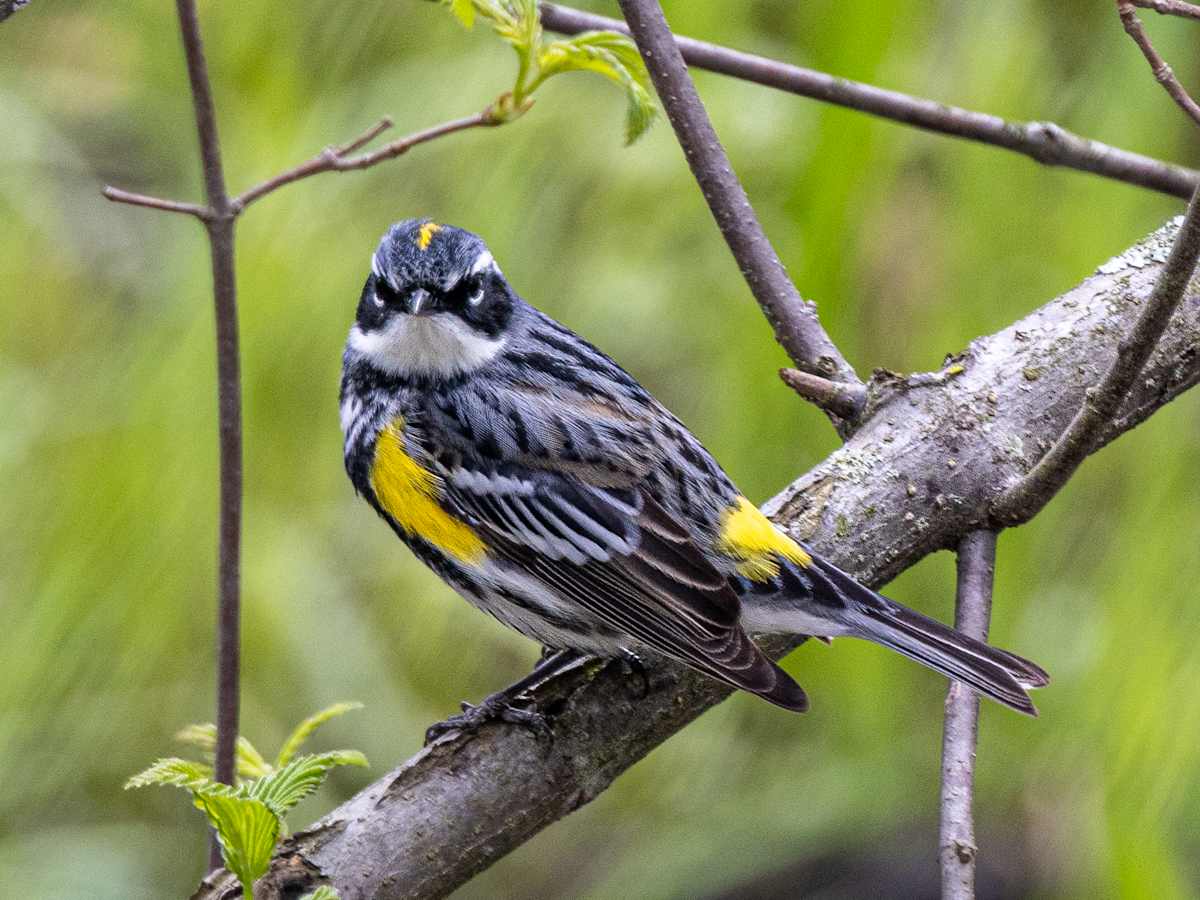 Yellow-rumped warbler, Magee Marsh, Ohio, USA by David Whited  Image: Yellow-rumped warbler, Magee Marsh, Ohio, USA