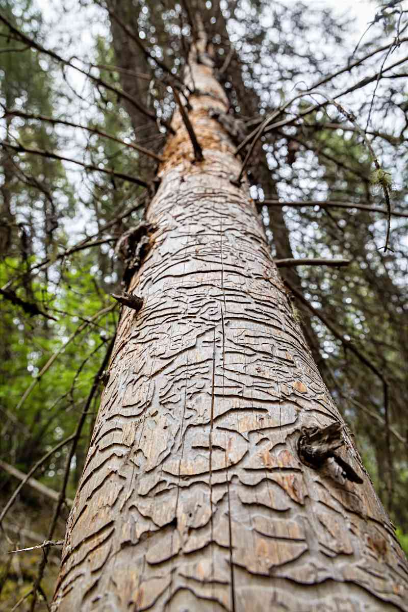 Beetle Art by David Whited  Image: Beetle Art