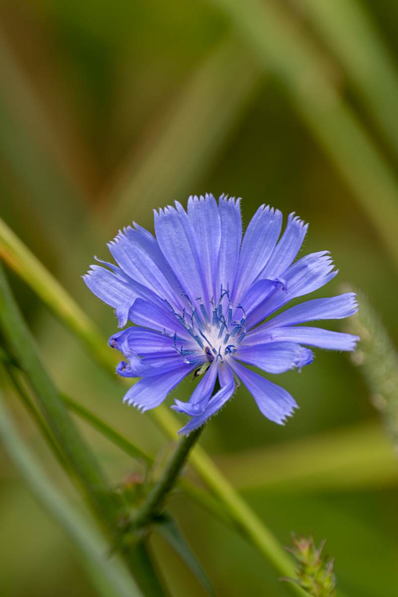 Common chicory by David Whited  Image: Common chicory