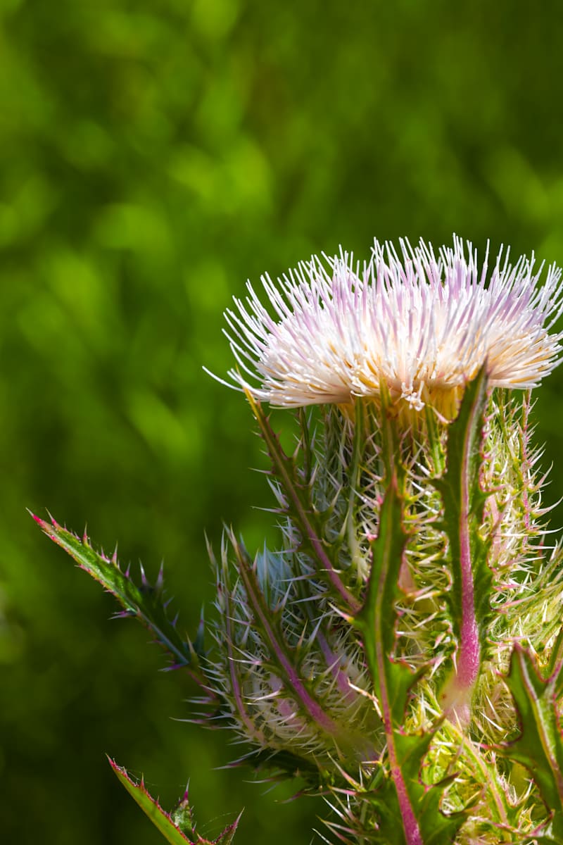 Purple thistle by David Whited  Image: Purple thistle