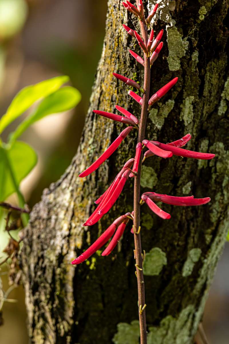 Coral bean plant by David Whited  Image: Coral bean plant