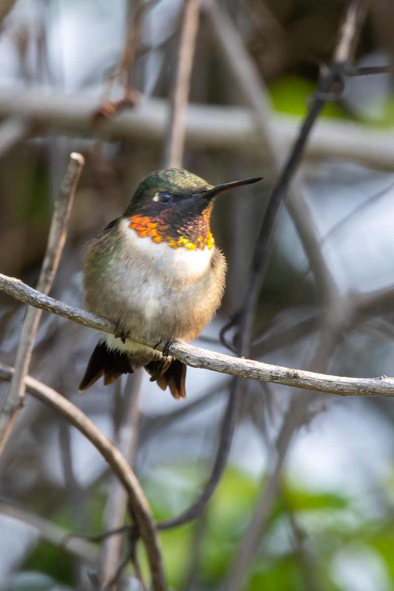 Ruby-throated hummingbird, Ohio, USA by David Whited  Image: Ruby-throated hummingbird, Ohio, USA