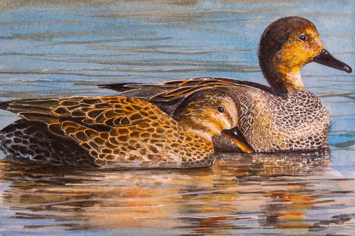Gadwall pair (Sold, prints available) by David Whited  Image: Gadwall pair