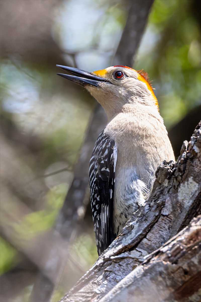 Golden-fronted woodpecker, Estero Lland Grande State Park, Texas, USA by David Whited 