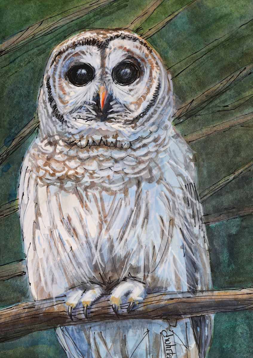 Barred 0wl by David Whited  Image: Barred 0wl