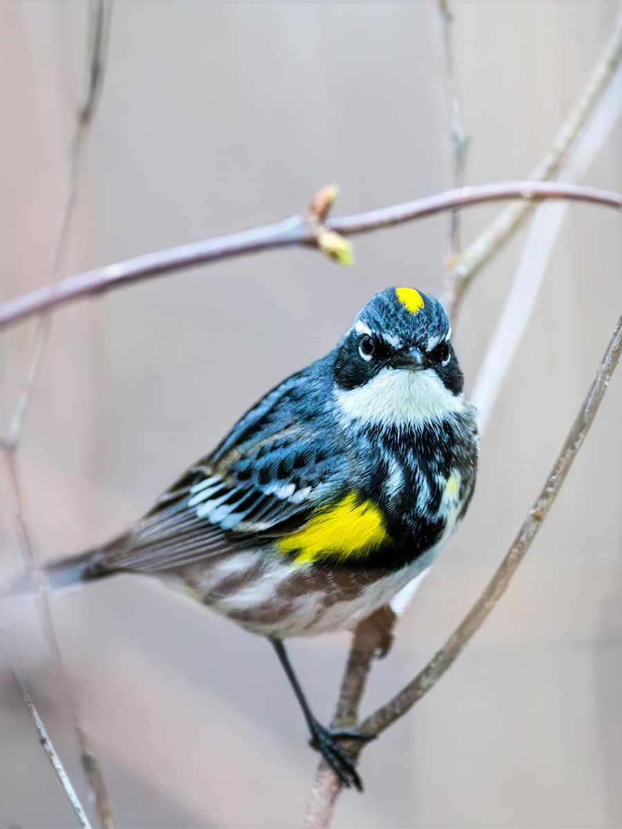 Yellow-rumped Warbler, Magee Marsh, Ohio by David Whited, Image 17.