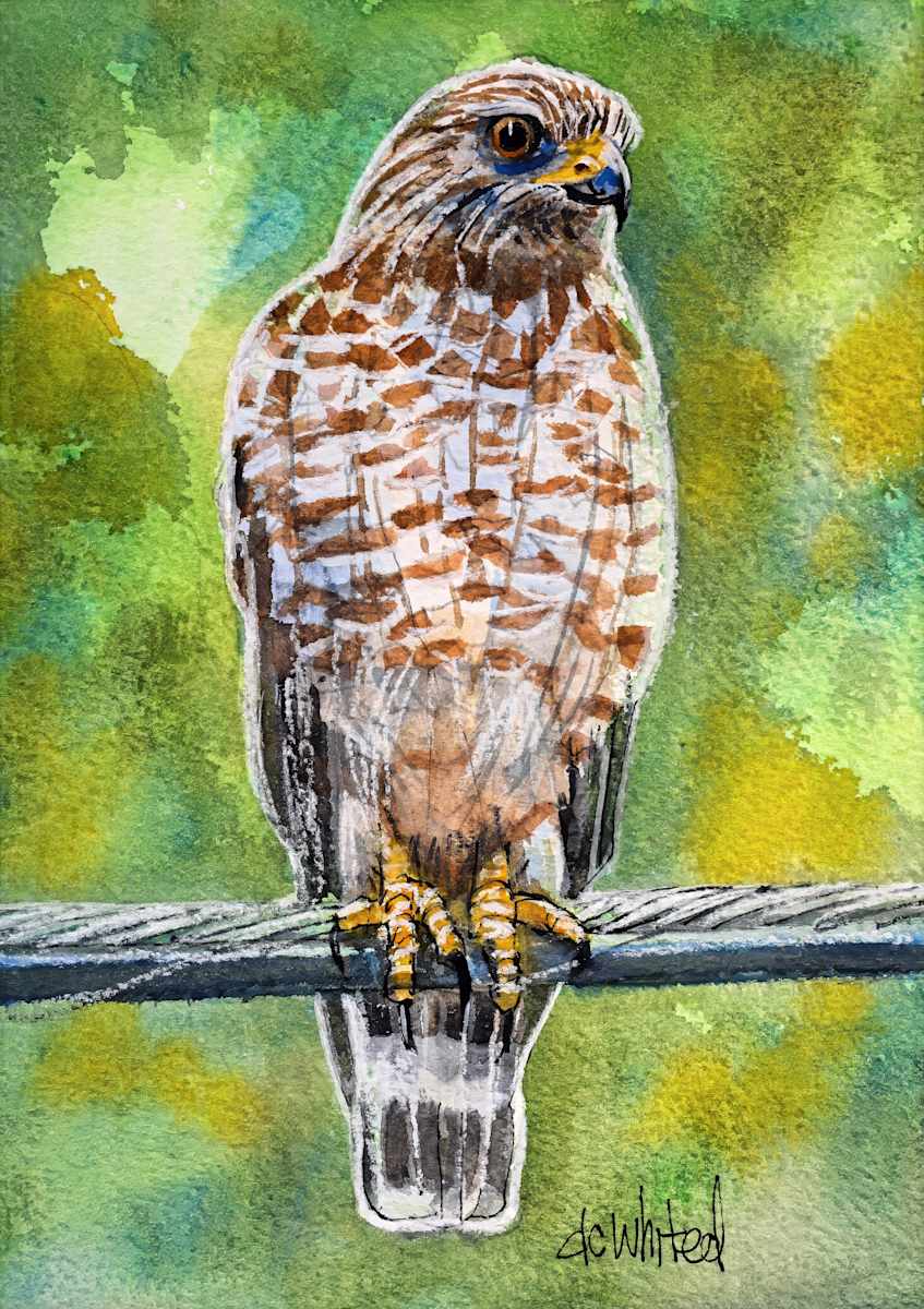Red-shouldered Hawk by David Whited  Image: Red-shouldered Hawk