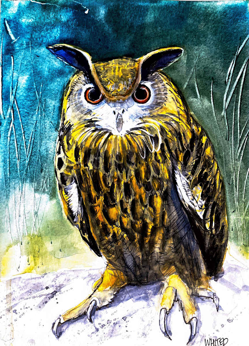 Eurasian Eagle Owl (Prints available) by David Whited  Image: Eurasian Eagle Owl