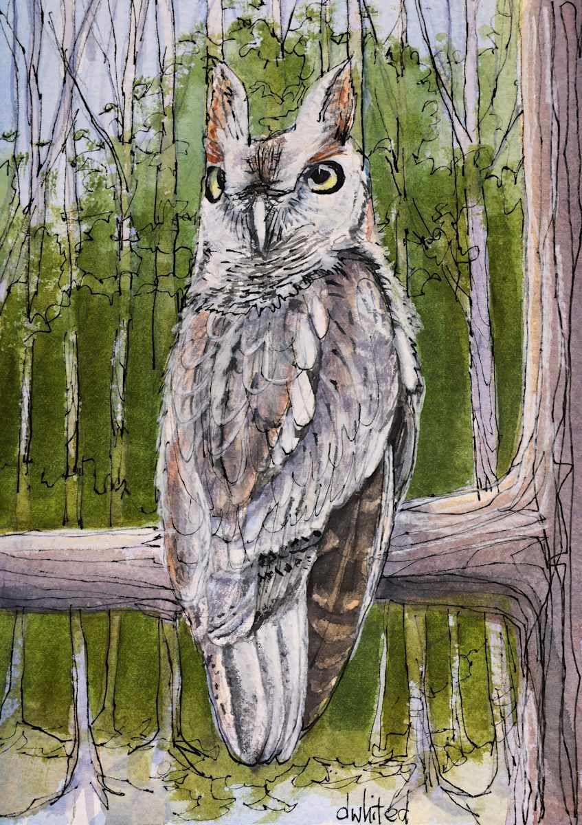 Screech Owl (Prints available) by David Whited  Image: Screech Owl
