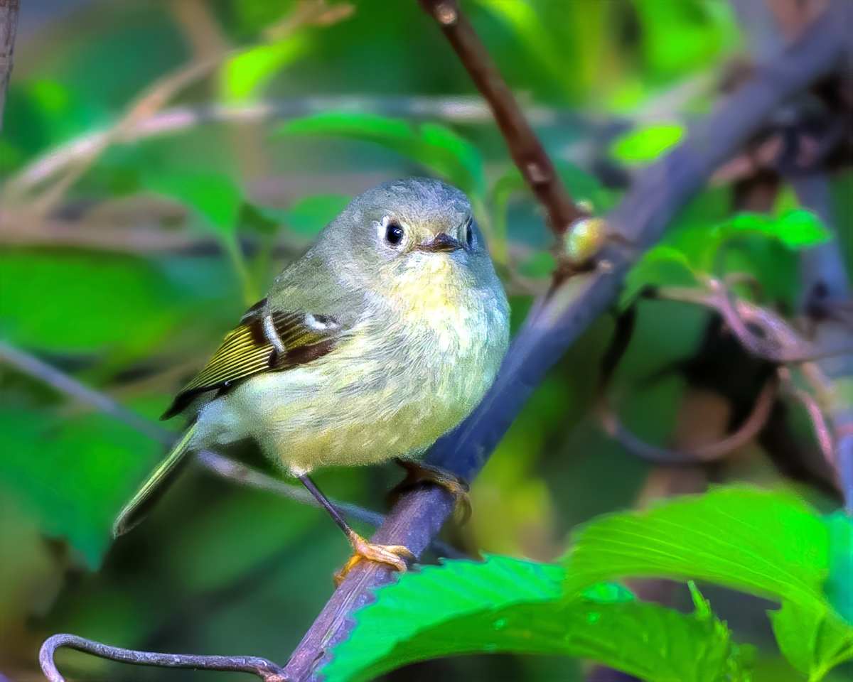 Ruby-crowned Kinglet, Magee Marsh, Ohio by David Whited  Image: Ruby-crowned Kinglet, Magee Marsh, Ohio