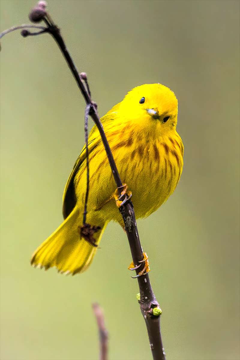 Yellow Warbler, Magee Marsh, Ohio by David Whited  Image: Yellow Warbler, Magee Marsh, Ohio