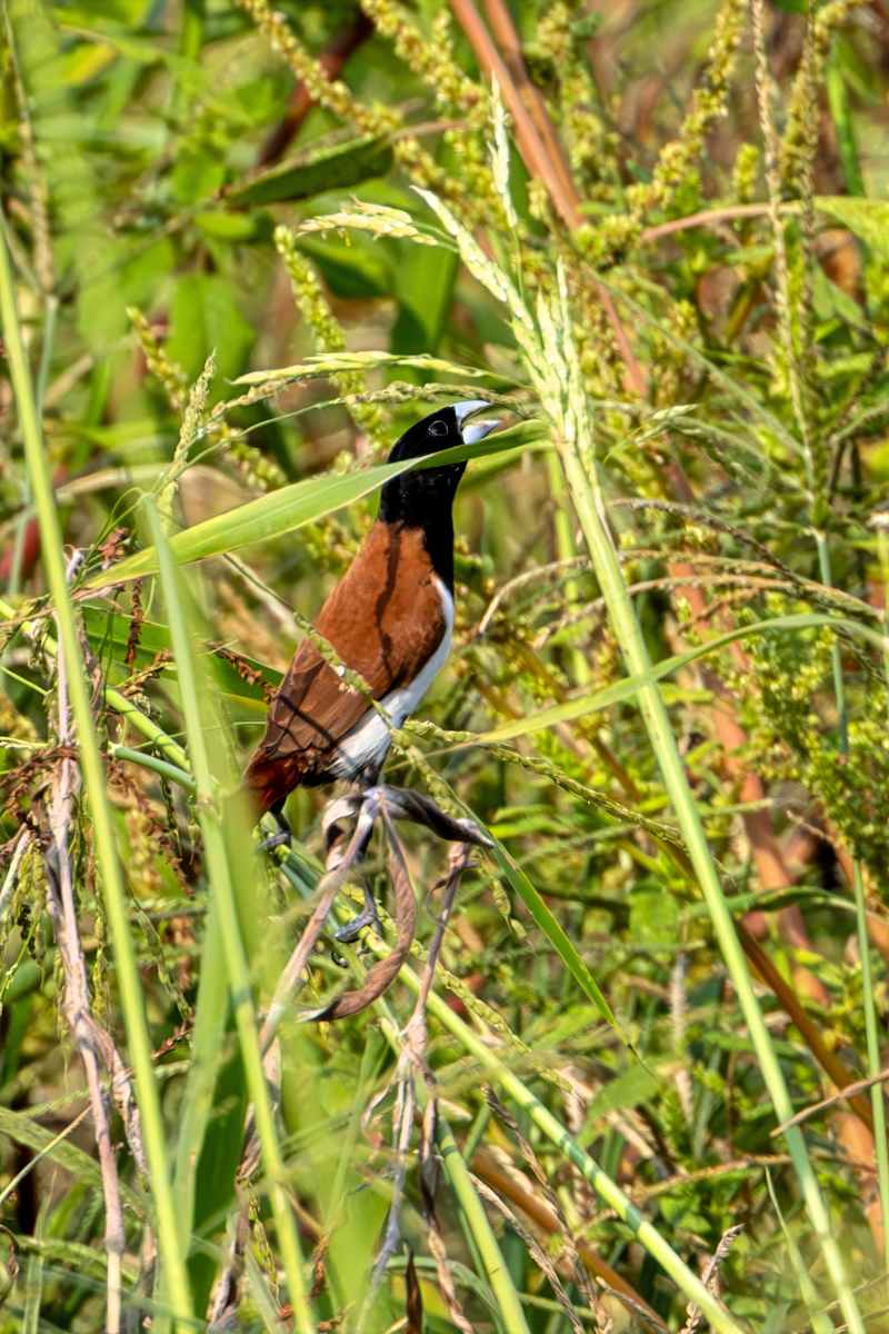 Tricolored Munia, Costa Roca by David Whited, Image 2.