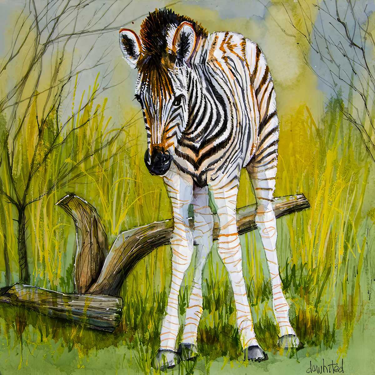 Young zebra by David Whited  Image: Young zebra