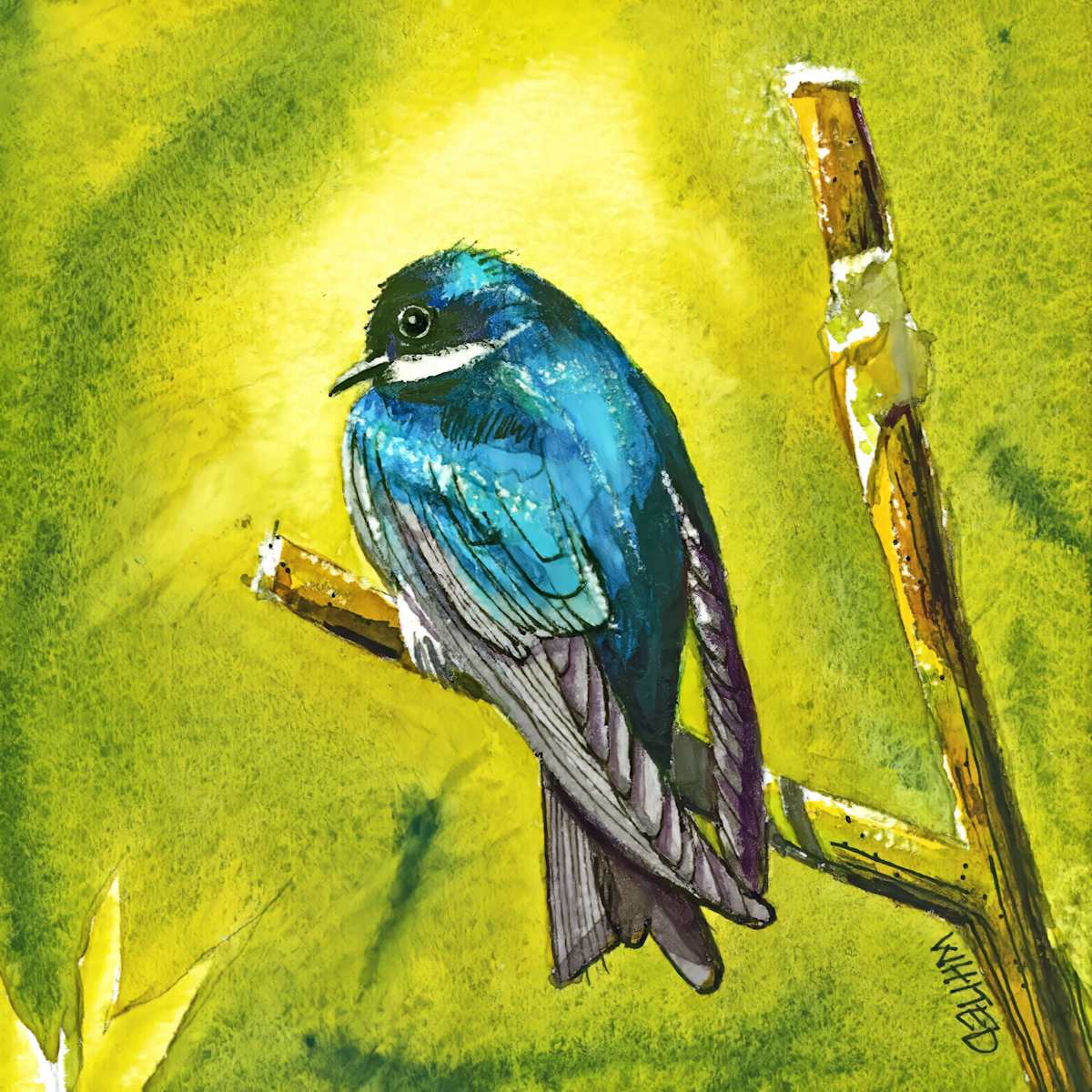 Tree Swallow by David Whited, Image 1.