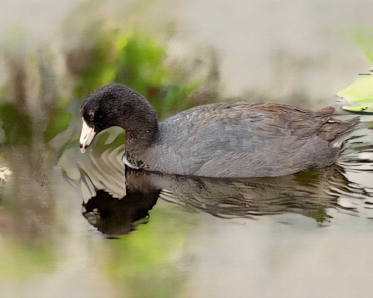 American Coot by David Whited, Image 1.