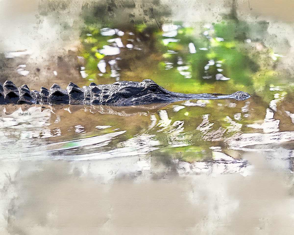 American Alligator by David Whited, Image 1.