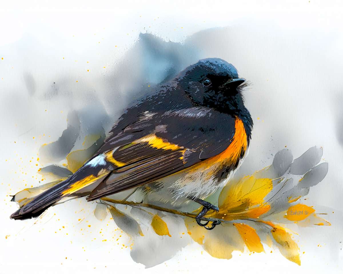 American Redstart by David Whited, Image 1.