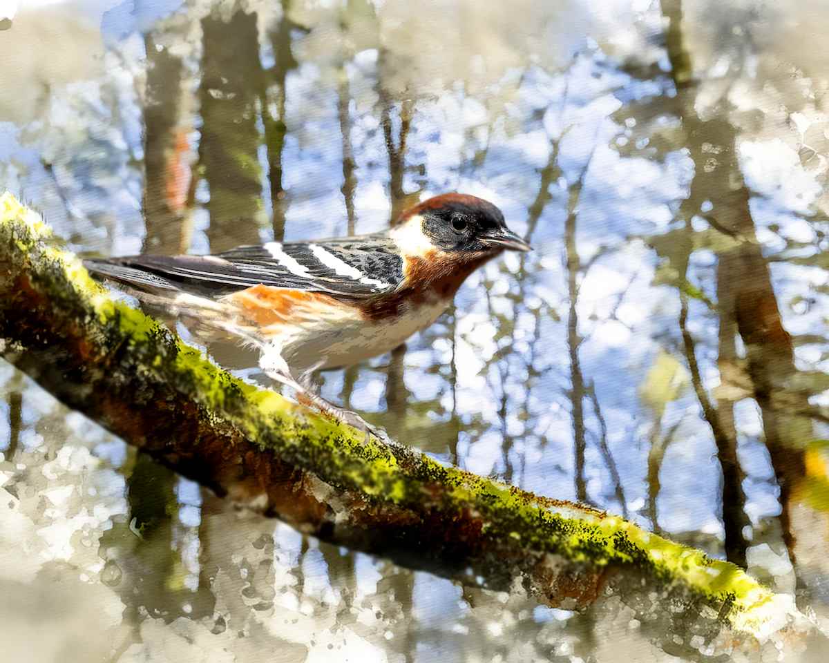 Bay-breasted Warbler by David Whited, Image 1.