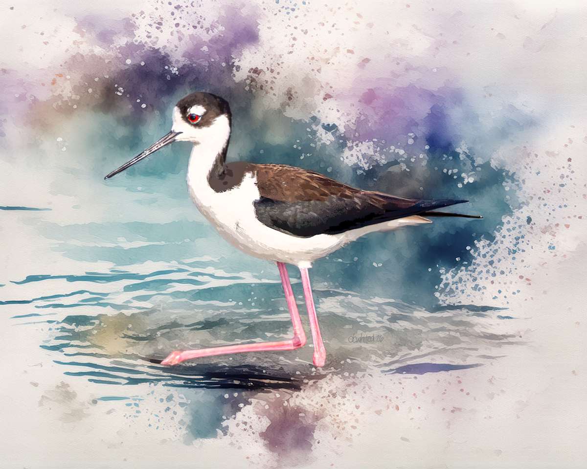 Black-necked Stilt by David Whited, Image 1.