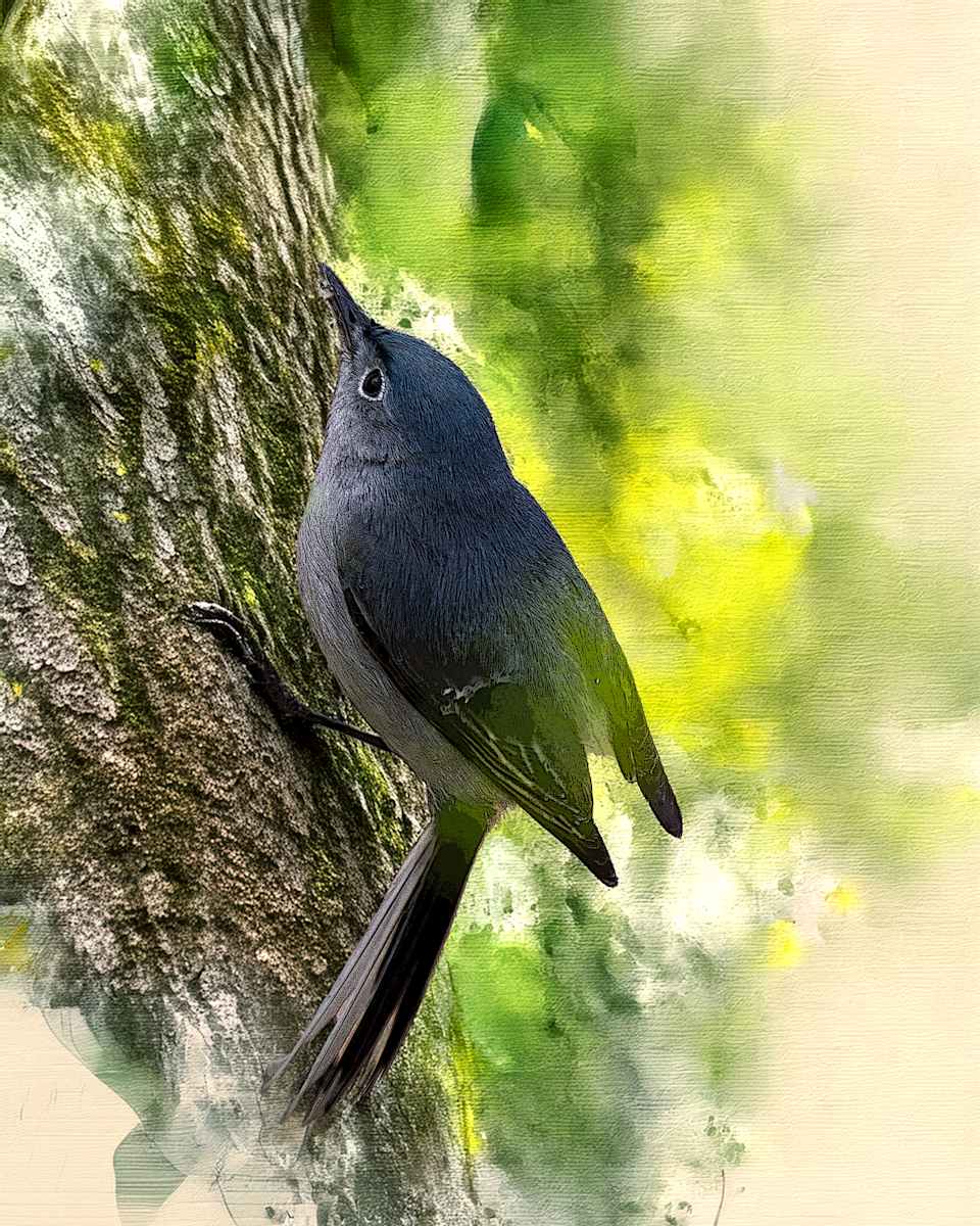 Blue-gray Knatcatcher by David Whited, Image 1.